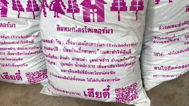 รีวิวยกยอด หูช้างด้างเหลือง Alocasia Gageana Aurea Variegated (EP.23) смотреть онлайн