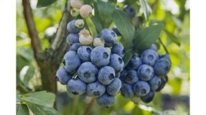 Сорт голубики садовой «Caroline Blue»