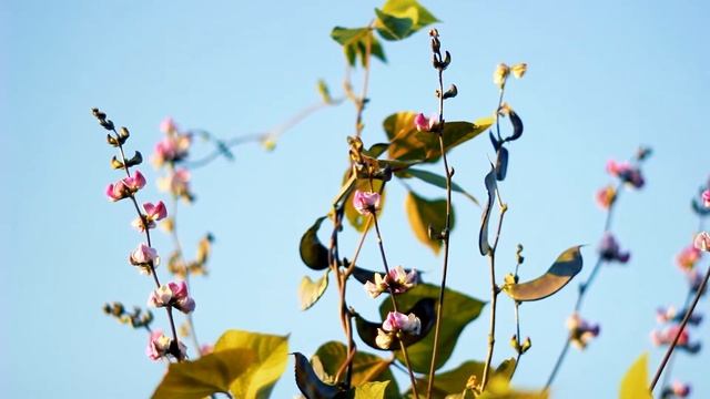 Гиацинтовые бобы цветут | Футажи красивая природа [FullHD] смотреть онлайн