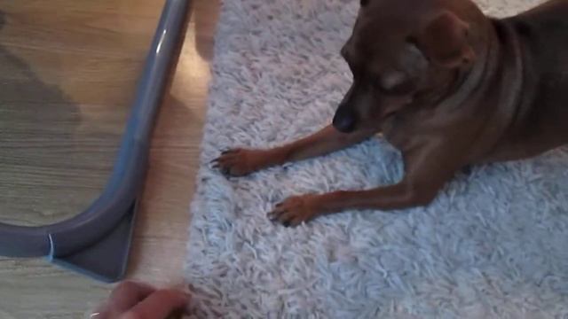 Тест видео на фотоаппарате Canon A1300 смотреть онлайн