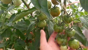 Обзор томата пасхальное яйцо.22.07.23г.