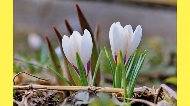 Красота первых цветов Подснежники смотреть онлайн