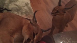 Каракал атакует. Caracal attacking.