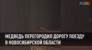 Медведь перегородил дорогу поезду в Новосибирской области