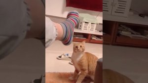 Кот впервые увидел ногу