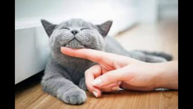 30 MINS MUSIC FOR CATS TO RELIVE PAIN (2021) смотреть онлайн