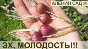 Чеснок семенами или из бульбочек / Омоложение чеснока