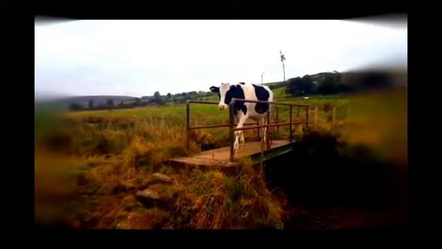 Интеллектуальное примитивное сельское хозяйство и удивительная забавная корова и животные смотреть онлайн