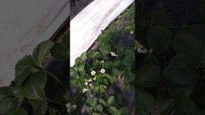 Продолжение роста и развития куста клубники сорт Априка. 27.03.2021.