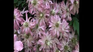 Clématite montana Broughton Star by clematite.net - Spécialiste des plantes de jardin