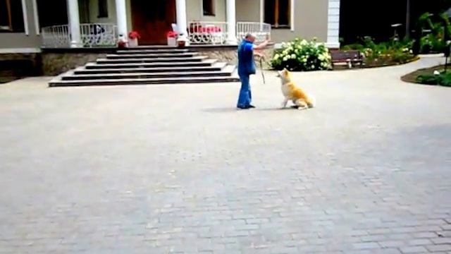 Юкки. Акита-Ину, 1 год 3 месяца смотреть онлайн