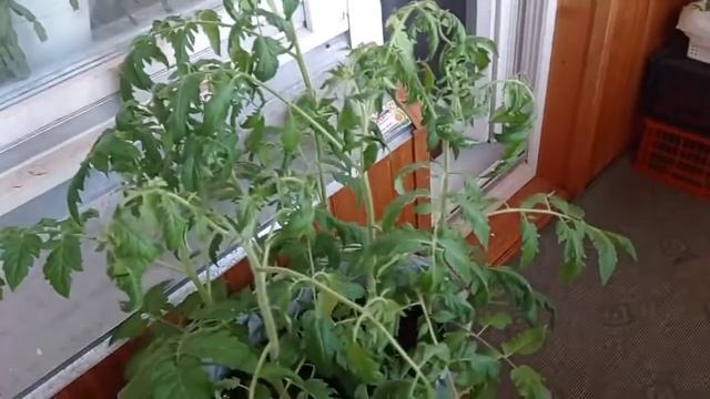 Де Барао гигант первый опыт (рассада) смотреть онлайн