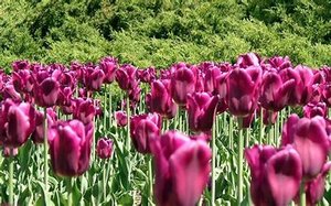 только цветы и музыка.mp4