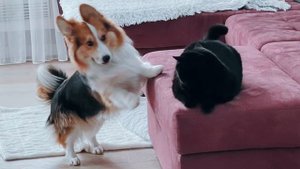 Смешной пёс / собака по имени Веня / корги