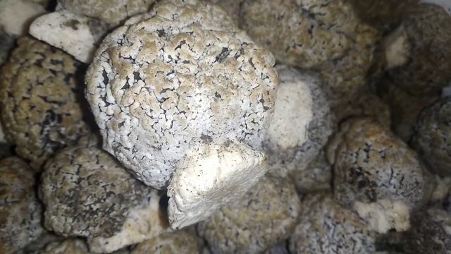 Готовлю сморчки степные. Немного о сморчкам.