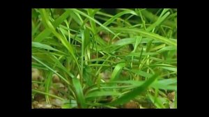 Домашний аквариум, растения в аквариуме, растения для аквариума