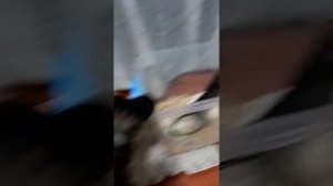 Собака хочет съесть крысу. Что делать !!!???