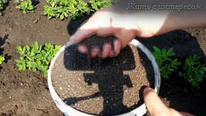 Арахис ? Как вырастить правильно