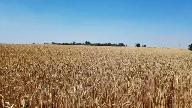 САМВЕЛ АДАМЯН И ГРАНДЕНИКО ЖИВУТ ВМЕСТЕ. ЮЛЬКА ПРИЗНАЛАСЬ смотреть онлайн