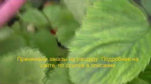 Анита  Очень ранняя клубника
