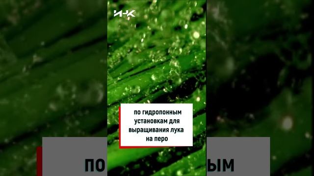 Бизнес и гидропоника, гидропоника, бизнес в Воронеже, лук на перо, бизнес, ИНК, #shorts