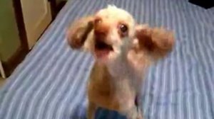 говоряшая собака