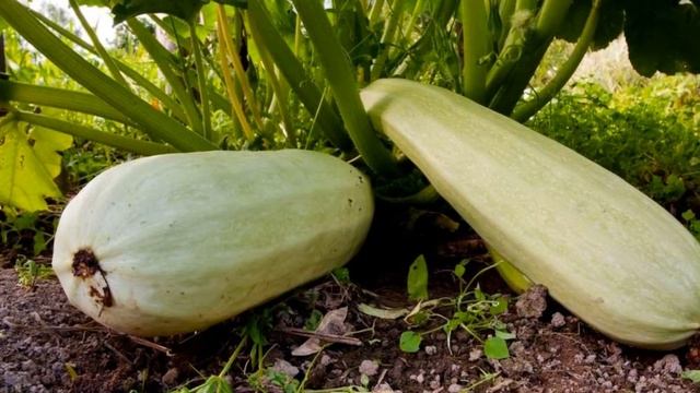 Как Получить БОЛЬШОЙ УРОЖАЙ КАБАЧКОВ - Самые Важные Секреты смотреть онлайн