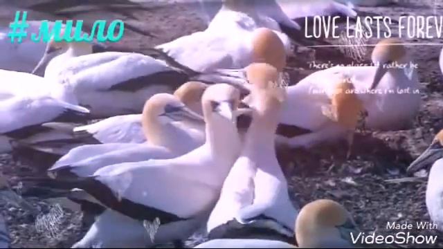 Мир животных смотреть онлайн