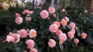 Роза Оксана, селекция Усынины