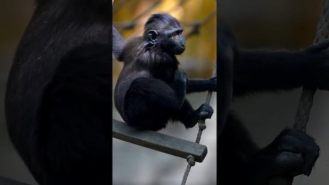 ЭТОТ РЕБЁНОК БЫЛ ВОСПИТАН ДИКИМИ ЖИВОТНЫМИ смотреть онлайн