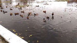Кормление уток в пруду "Баранке" в Одинцово