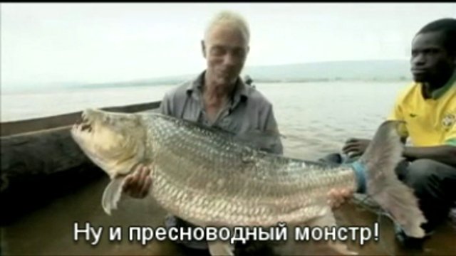 Огромная пиранья
