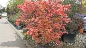 Калина крупномерный саженец