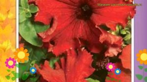 Петуния гибридная фриллитуния F1 красная. Краткий обзор petunia x hybrida, frillytunia F1 krasnaya