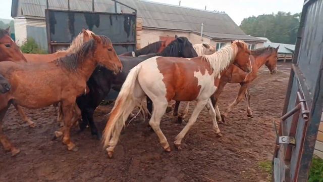 красивые лошади на природе, нарезки смотреть онлайн