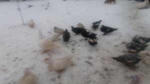 Мускусные утки, готовимся яйцекладке.