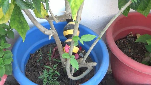 पौधे जो seasonal है लेकिन हम इन पौधों को permanent अपने garden में रख सकते है