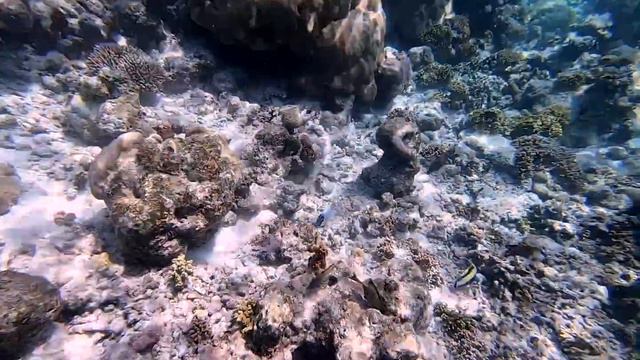 Coco Bodu Hithi house reef snorkeling смотреть онлайн