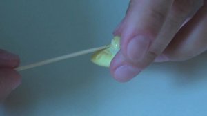 Янтарь или желтый бакелит - определим дома. Как выглядит губчатый коралл