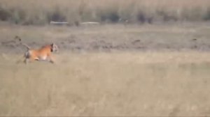 Кто Она -Самая РЕДКАЯ Дикая Кошка в Мире!