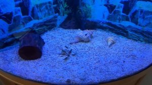 Аквариум жёлтые Сомики Анциструс