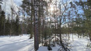 Солнечный день в зимнем лесу. ч.12. Март 2024