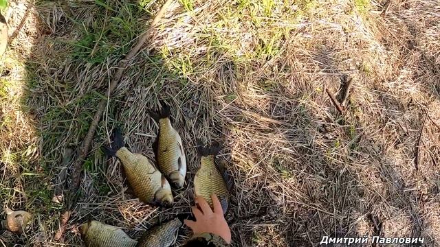 С НОВЫМ ПАУКОМ НА ЛЮБИМУЮ МИКРОРЕЧКУ! ОГРОМНЫЕ КАРАСИ ИДИТ КАК ПО ЗАКАЗУ! Рыбалка на паук-подъёмник