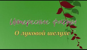 Луковая шелуха: удивительные целебные свойства