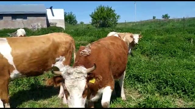Симментал товарные нетели и телки на продажу 80 голов. Simmental commercial heifers and heifers смотреть онлайн