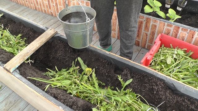 #36 ВЫСАЖИВАЕМ БАКЛАЖАНЫ. КРАТКИЙ ОБЗОР ТЕПЛИЦЫ! смотреть онлайн