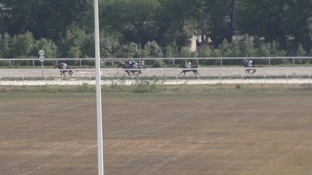 1.09.2019 - Прим им. С.М. Буденного на лошадях 3-х лет арабской породы - Про Э Контра смотреть онлайн