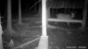 Олени с фотоловушки ЕГЕРЬКАМ ОХОТНИК SiFar (WillFine) 4.8 CG видео присланное на почту