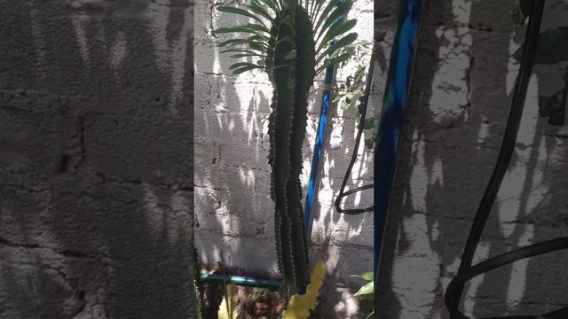 euphorbia trigona 24 07 2023