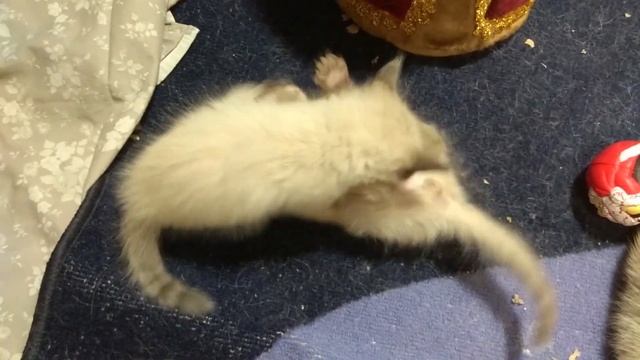 МЯУКАНЬЕ КОТЯТ 2 котята мяукают и играют